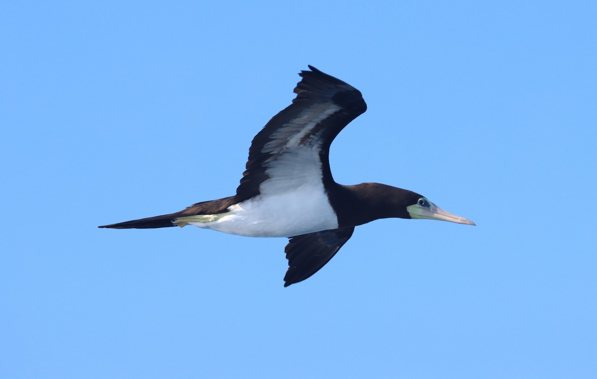 Brown Booby - ML532848331