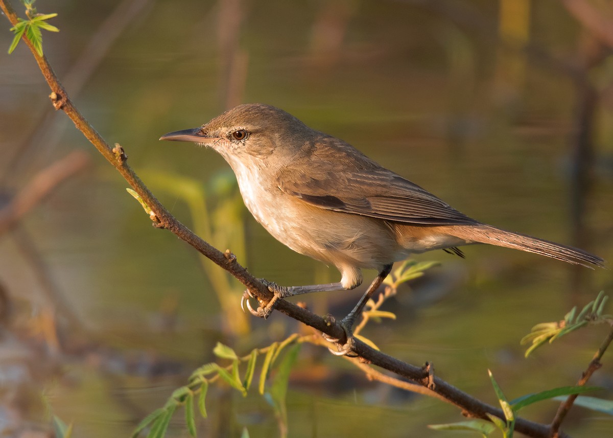 Clamorous Reed Warbler (Brown) - eBird