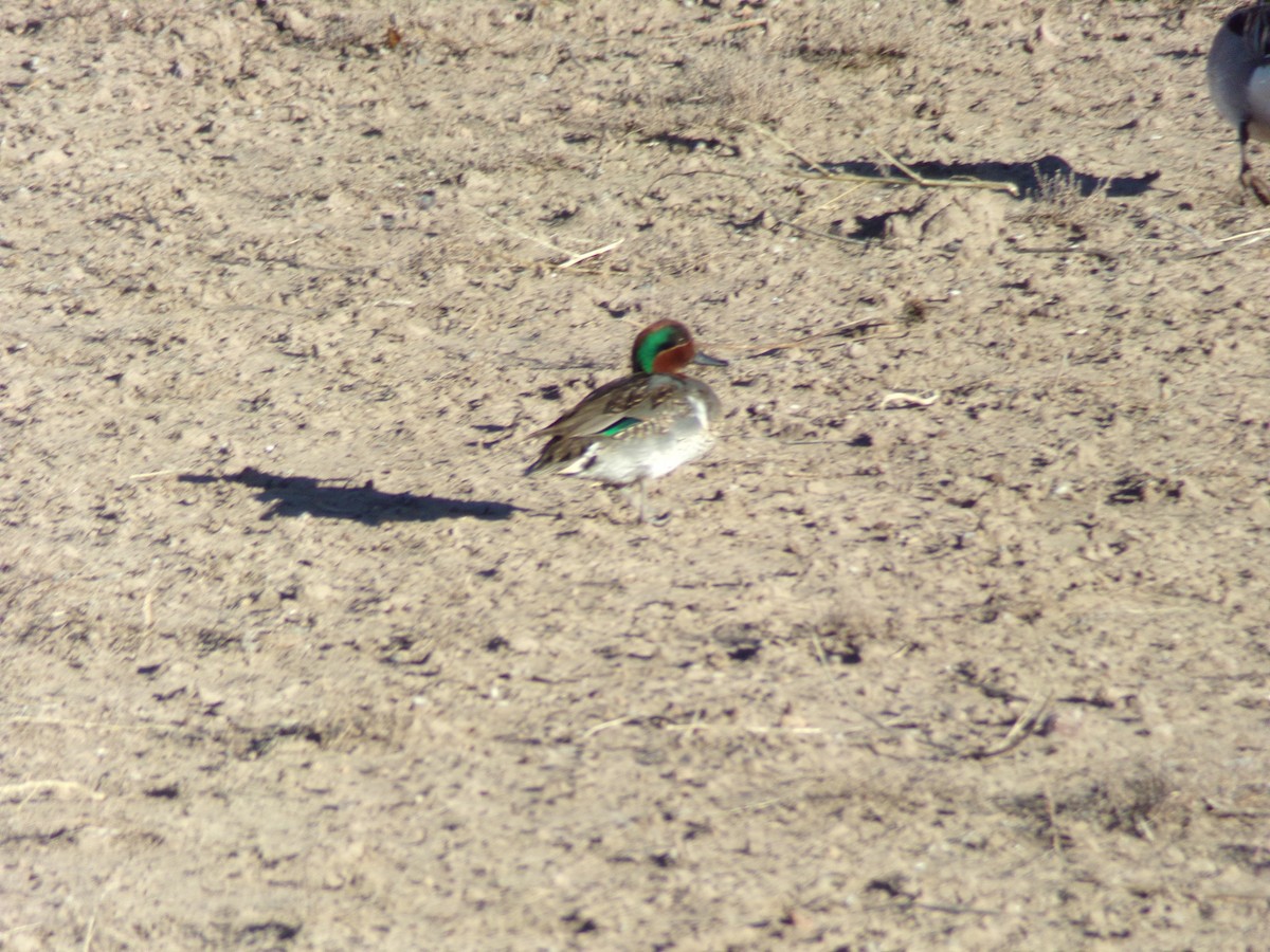 Green-winged Teal - ML532848471