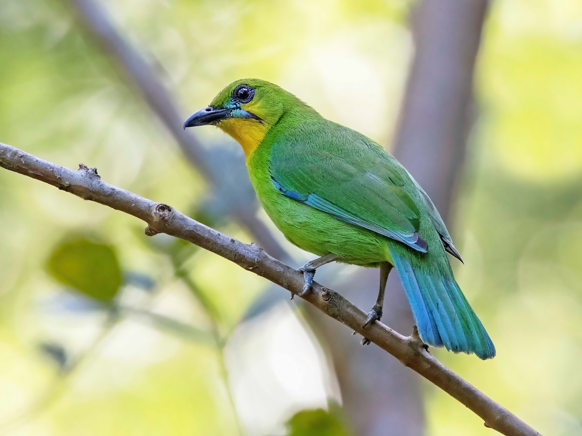 Yellow-throated Leafbird - Chloropsis palawanensis - Birds of the World