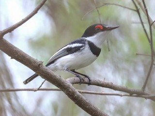  - White-fronted Wattle-eye