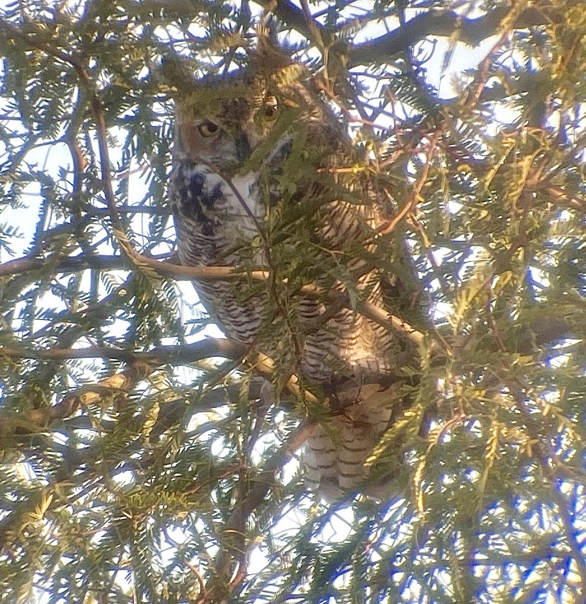 Great Horned Owl - ML532853651