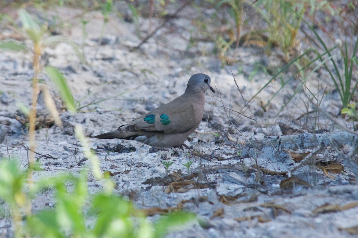 Emerald-spotted Wood-Dove - ML532859971