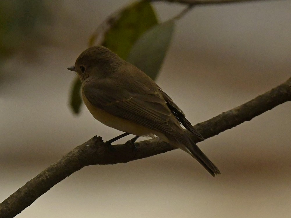 Red-breasted Flycatcher - ML532860461