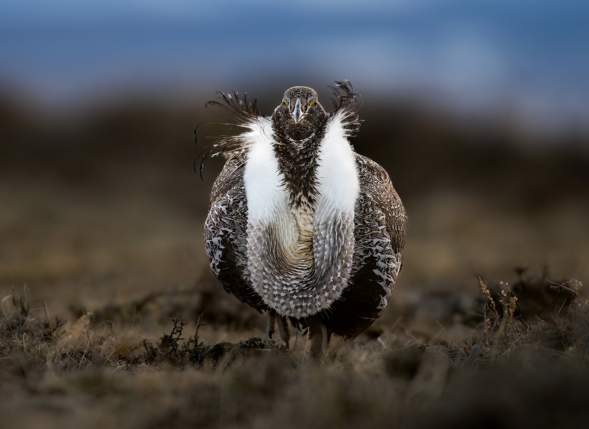 Greater Sage-Grouse - ML532861821
