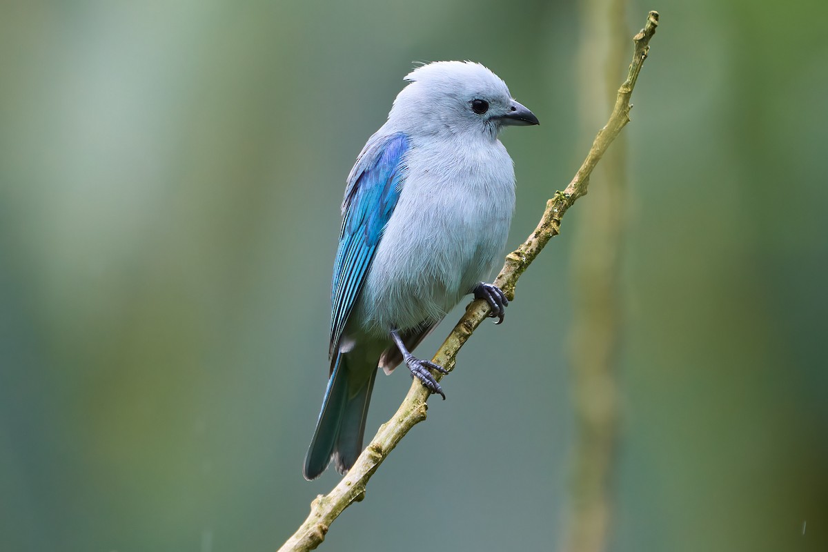 Blue-gray Tanager - ML532863521