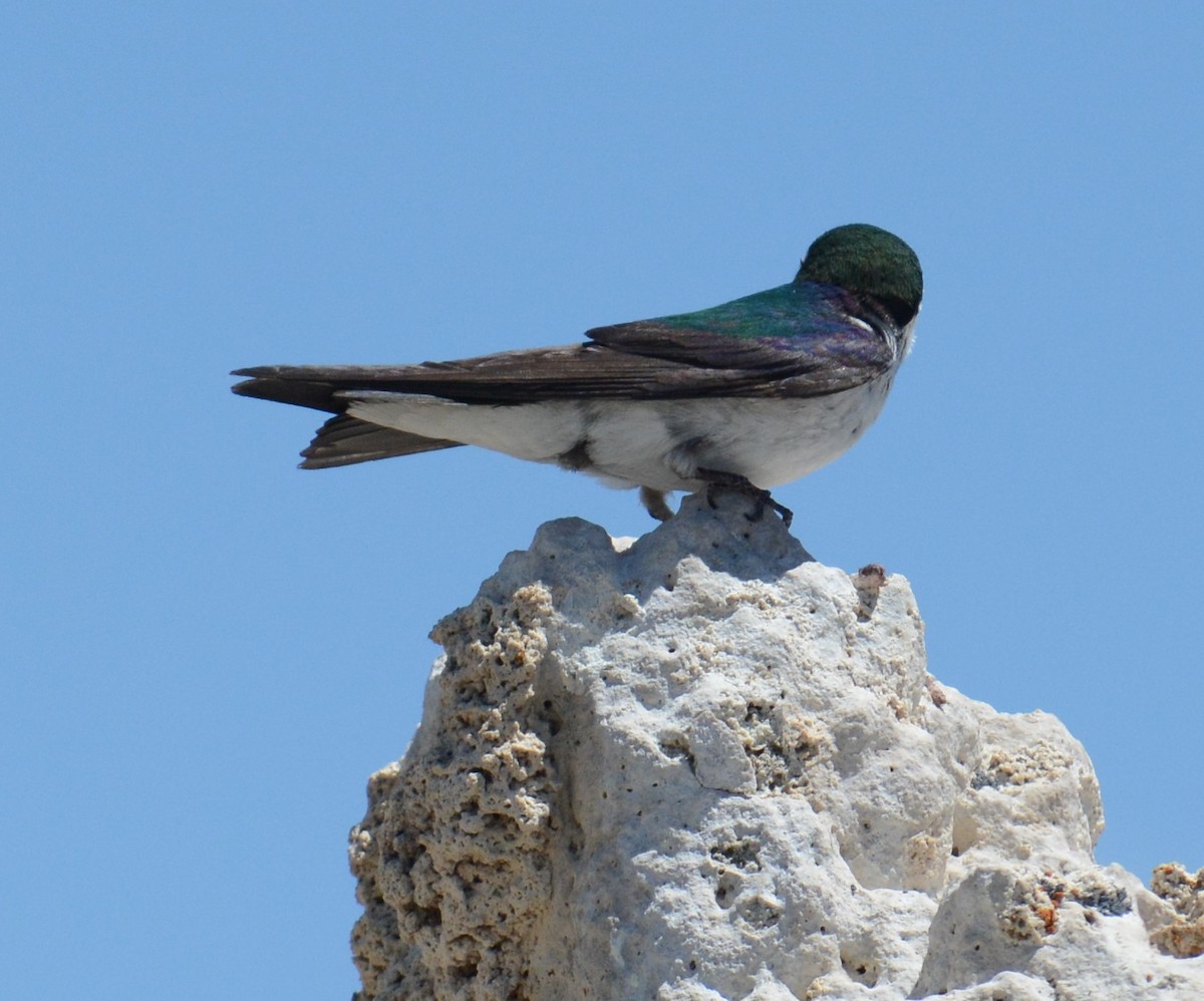 Violet-green Swallow - Terry Teng