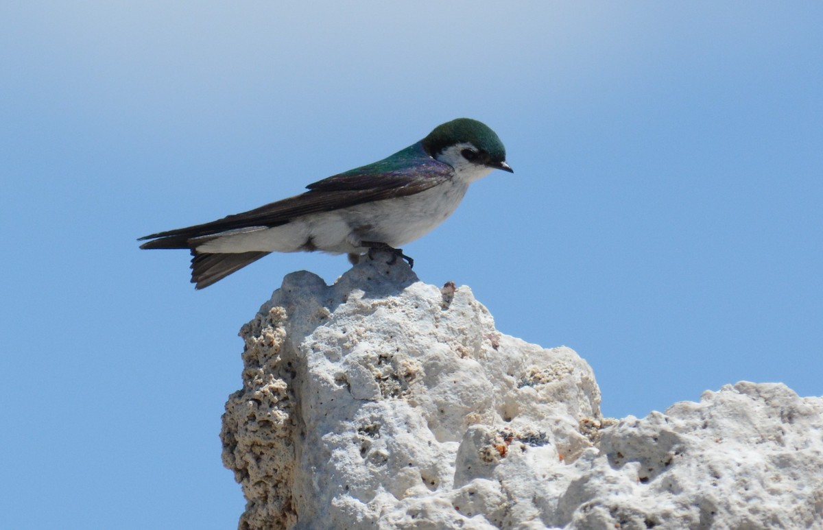 Violet-green Swallow - ML532863581