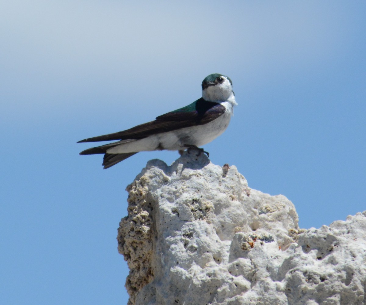 Violet-green Swallow - ML532863611