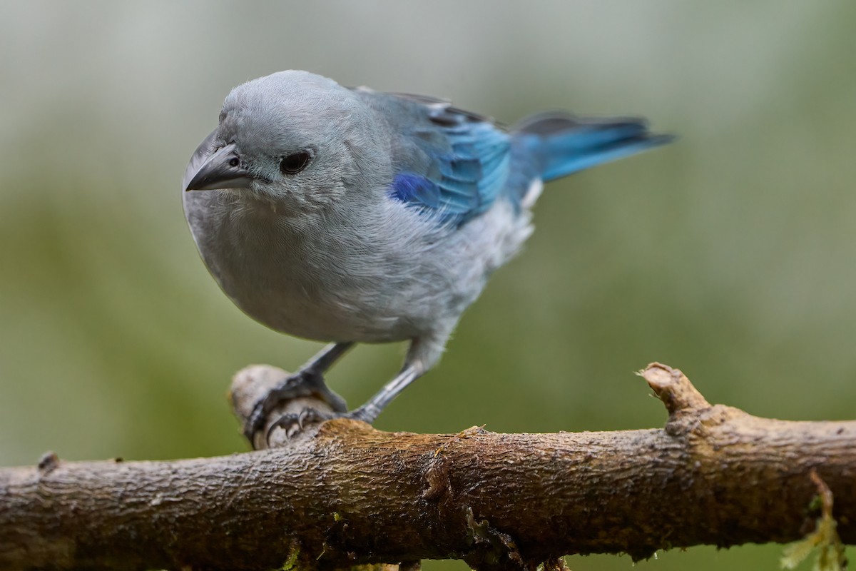Blue-gray Tanager - ML532864391