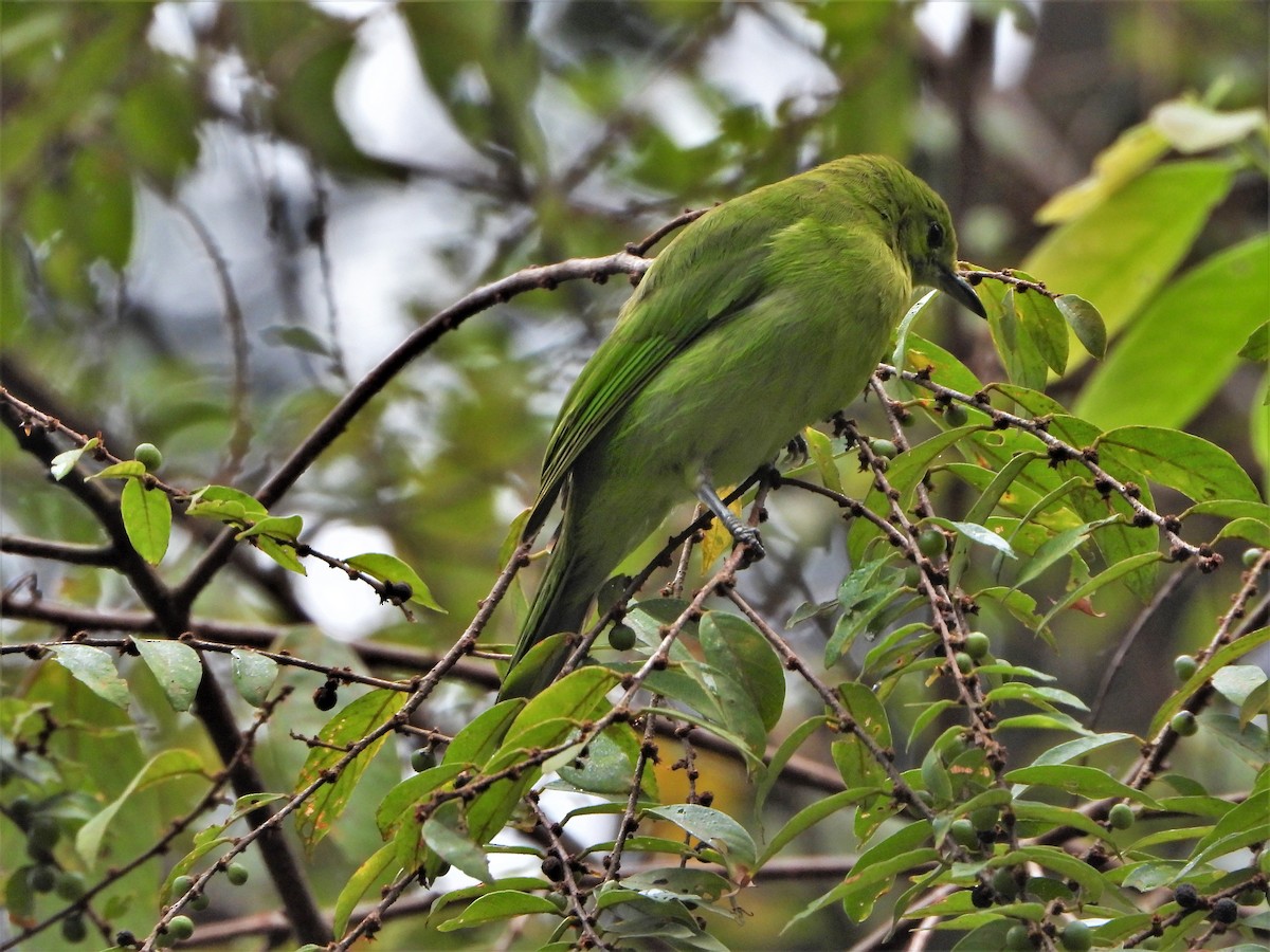 Lesser Green Leafbird - ML532865081