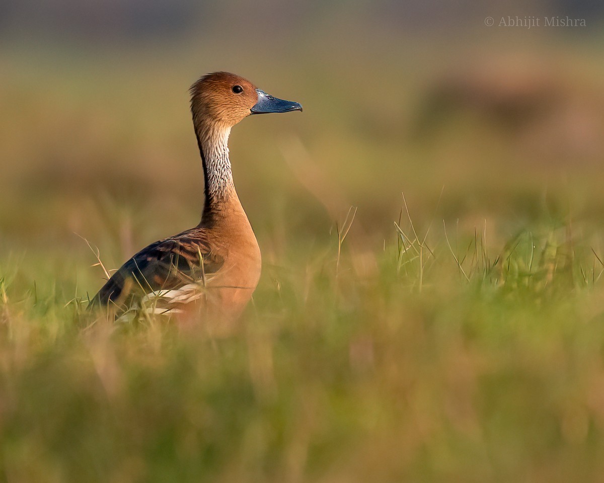 Fulvous Whistling-Duck - ML532866171