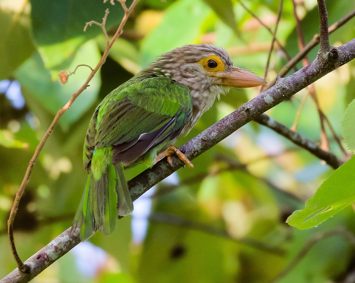 Lineated Barbet - Neoh Hor Kee