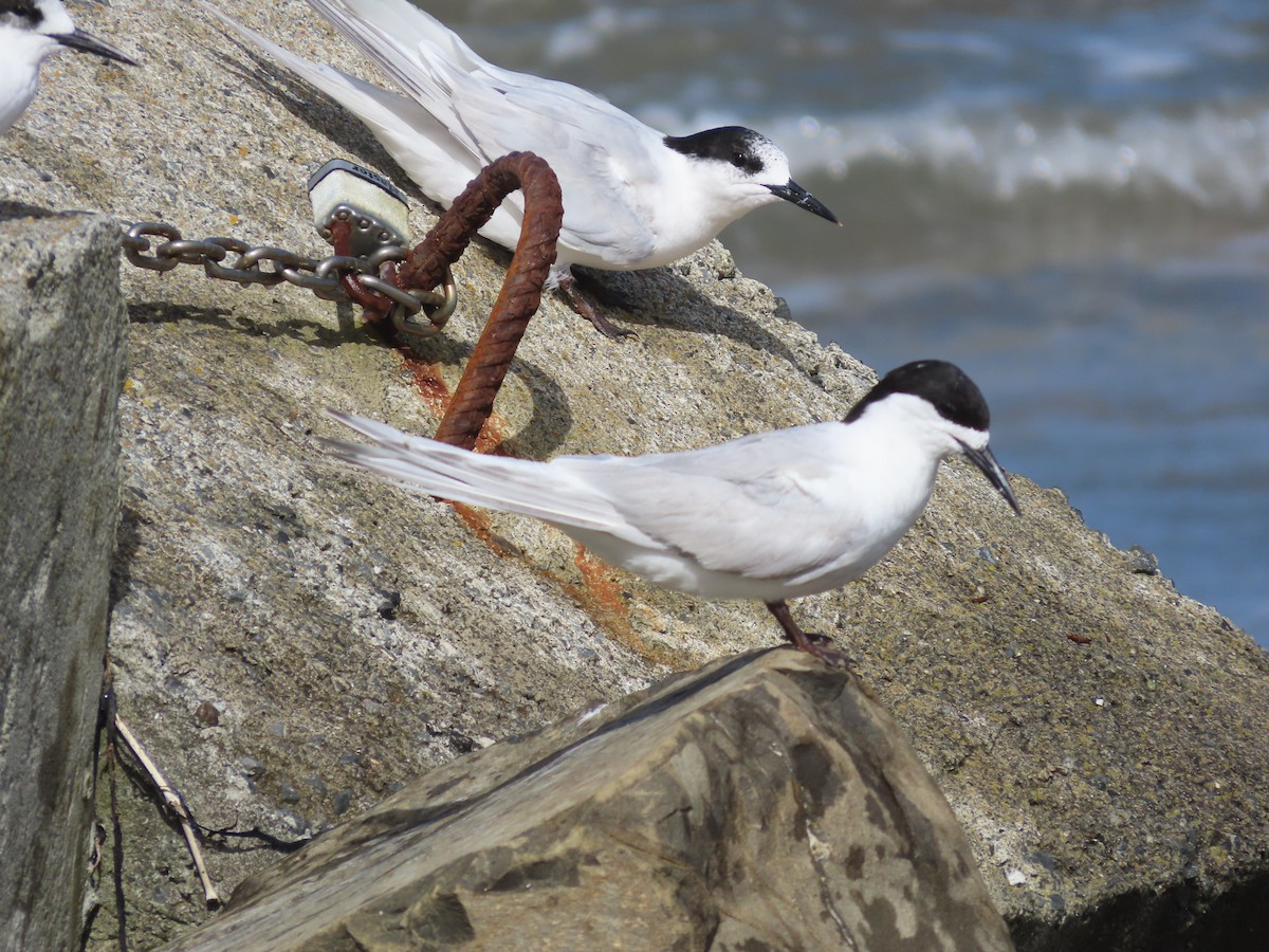 White-fronted Tern - ML532870851