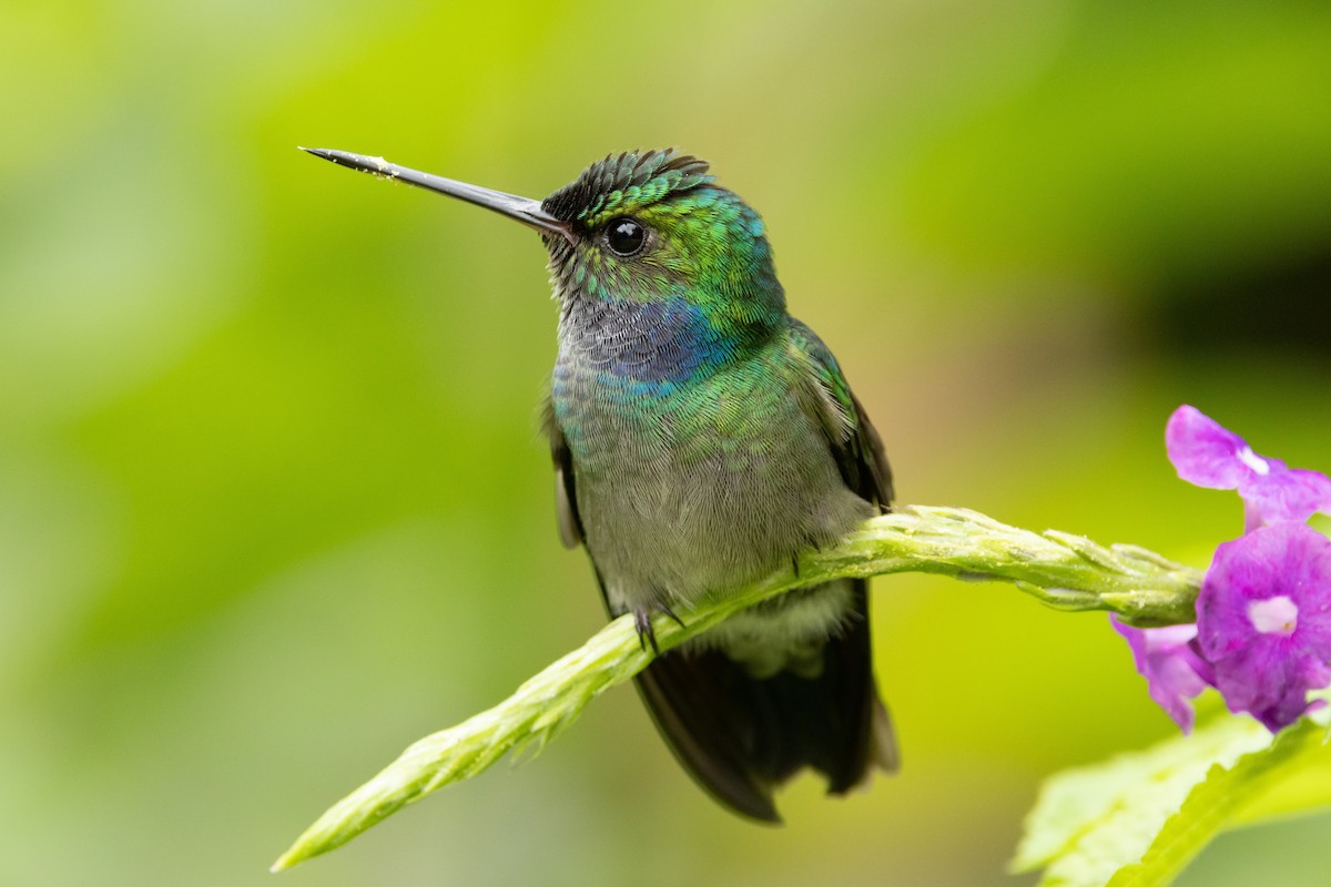 Charming Hummingbird - ML532872061