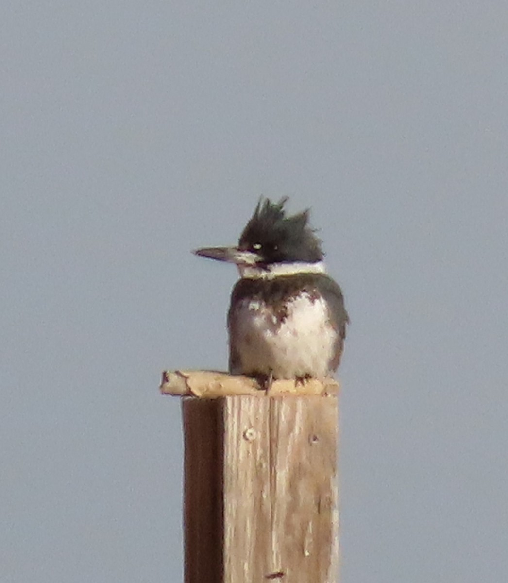 Belted Kingfisher - ML532872621