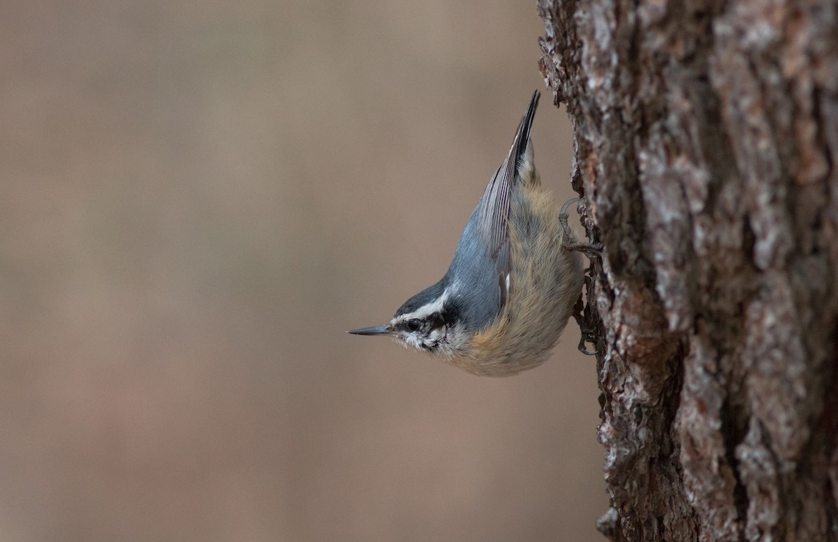 Red-breasted Nuthatch - ML53287381