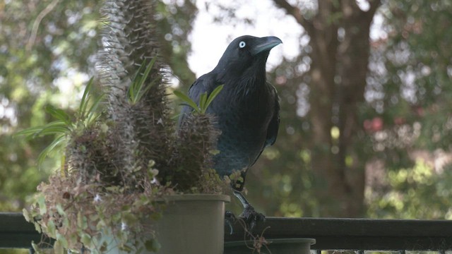 Australian Raven - ML532876471