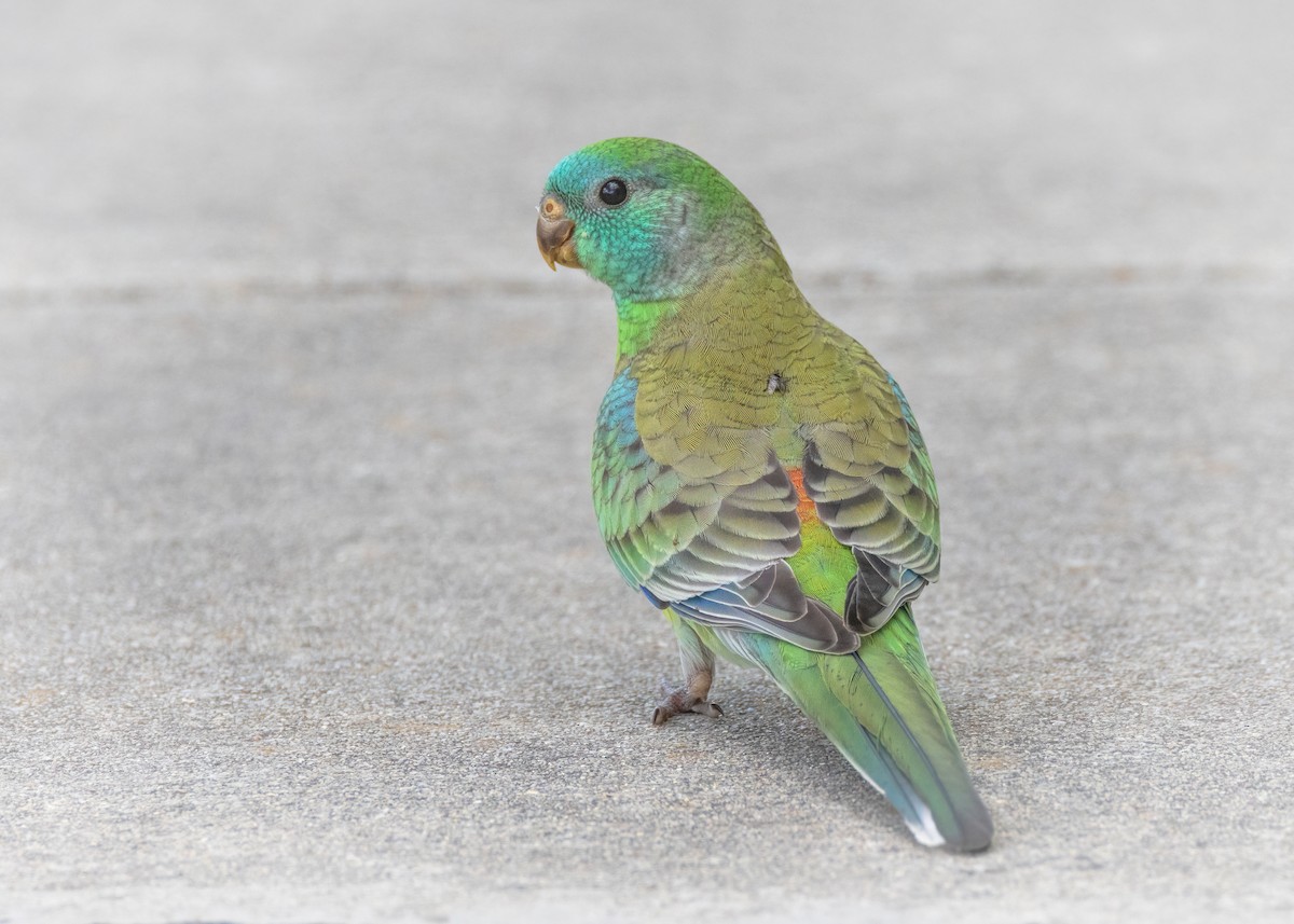 Red-rumped Parrot - ML532877191