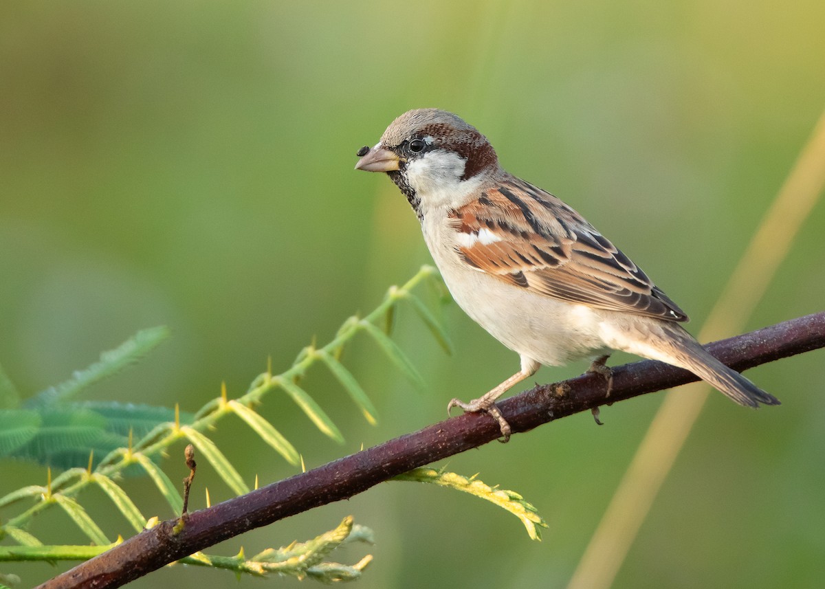 House Sparrow (Indian) - ML532880251
