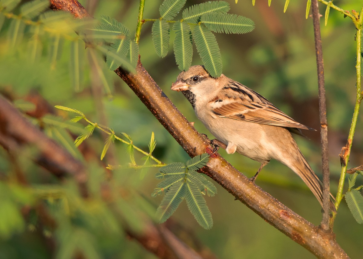 House Sparrow (Indian) - ML532880261