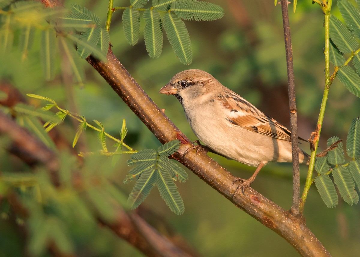 House Sparrow (Indian) - ML532880271