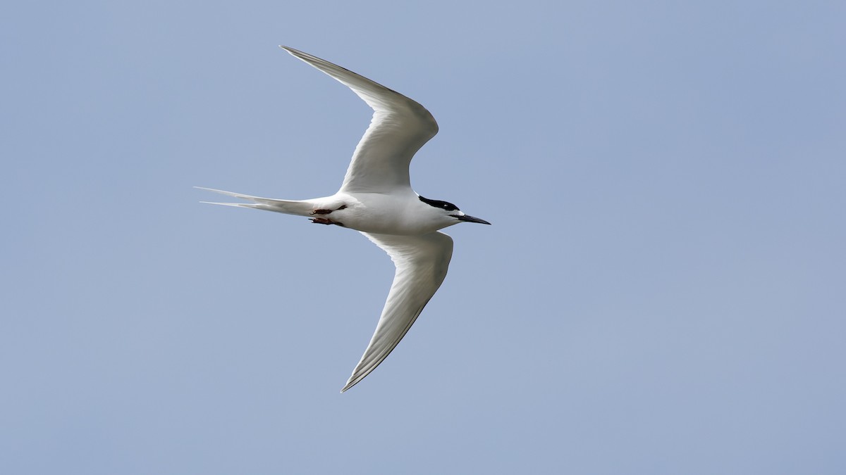White-fronted Tern - ML532882911