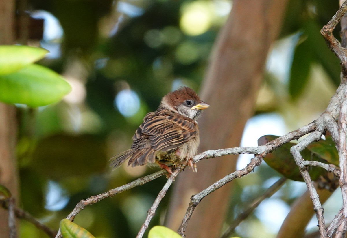 Eurasian Tree Sparrow - ML532882921
