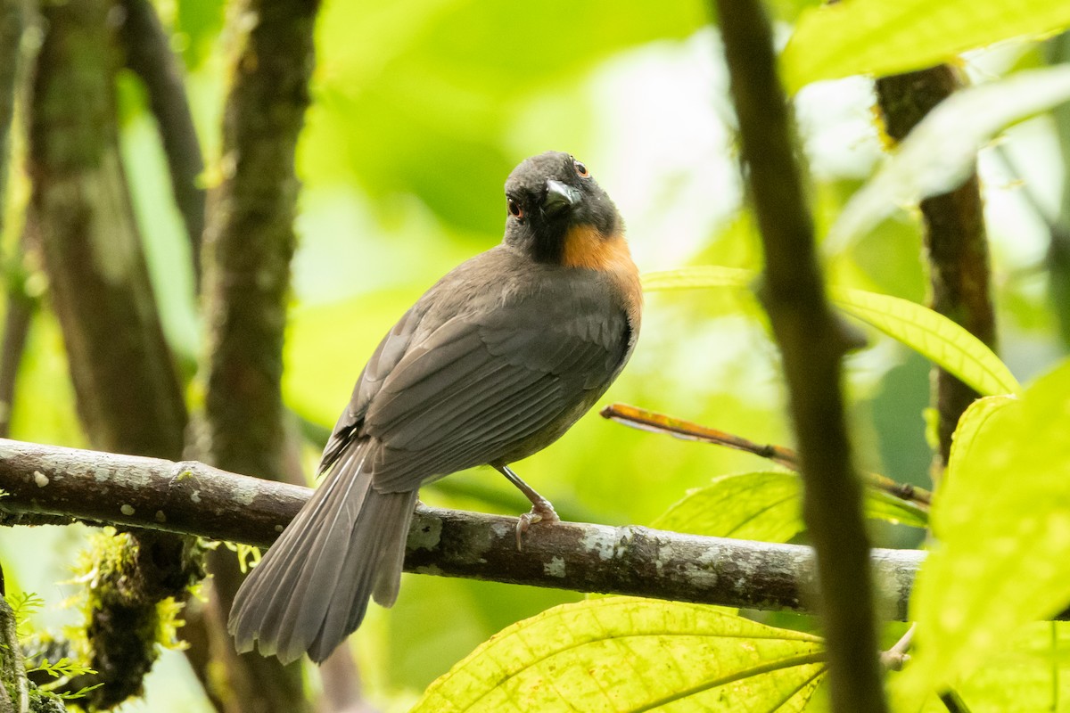 Black-cheeked Ant-Tanager - ML532884511