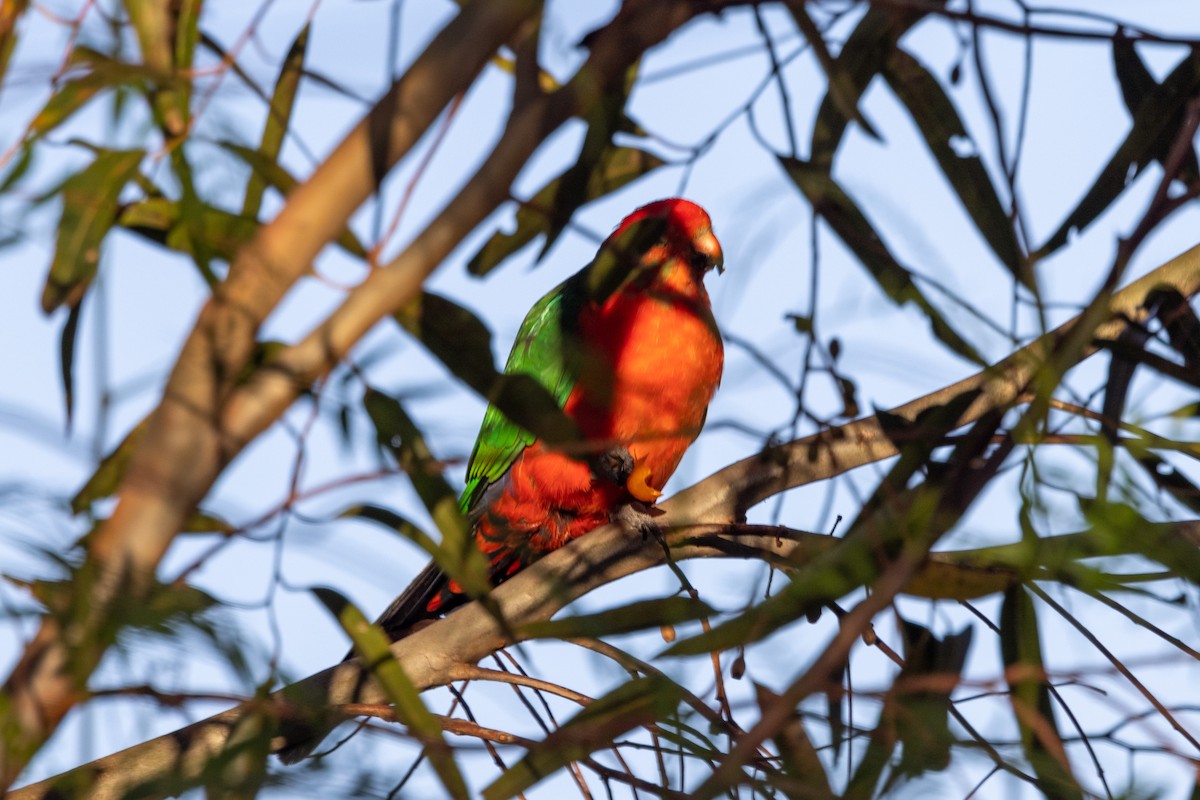 Australian King-Parrot - ML532885201