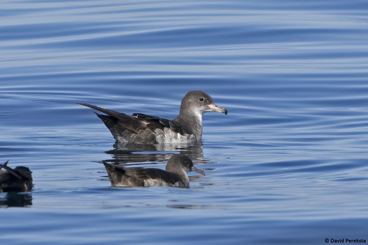 Pink-footed Shearwater - ML532885251
