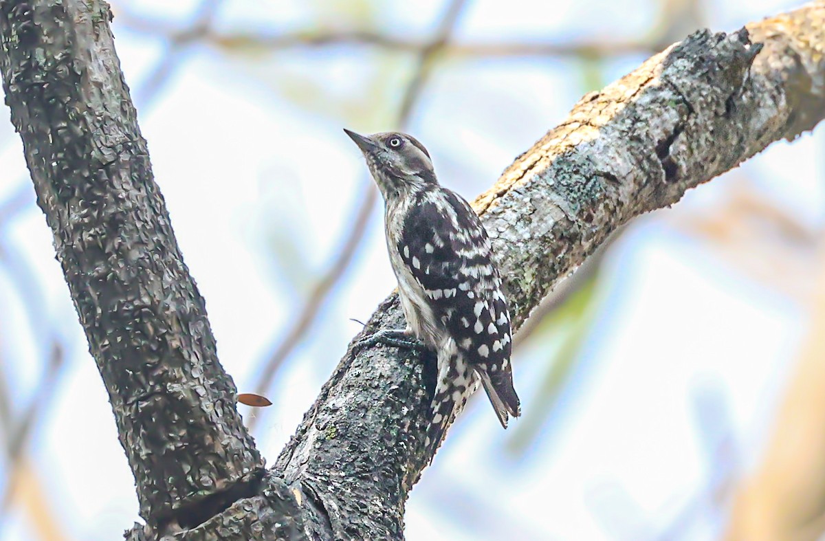 Brown-capped Pygmy Woodpecker - ML532887001