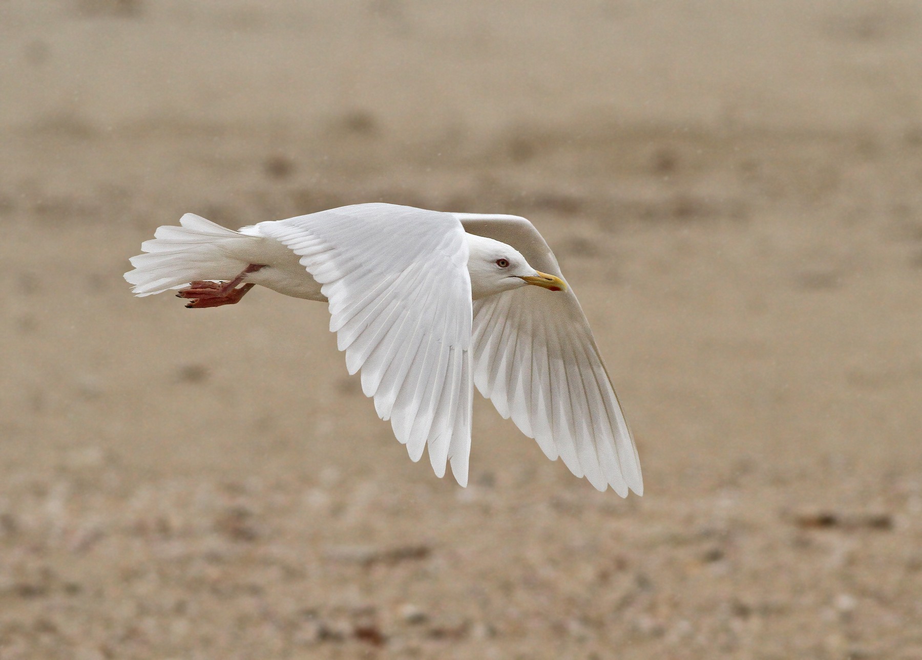 Iceland Gull (glaucoides/kumlieni) - EBird