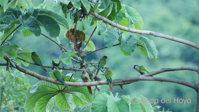 Boyalı Papağan (caeruleiceps) - ML532889031