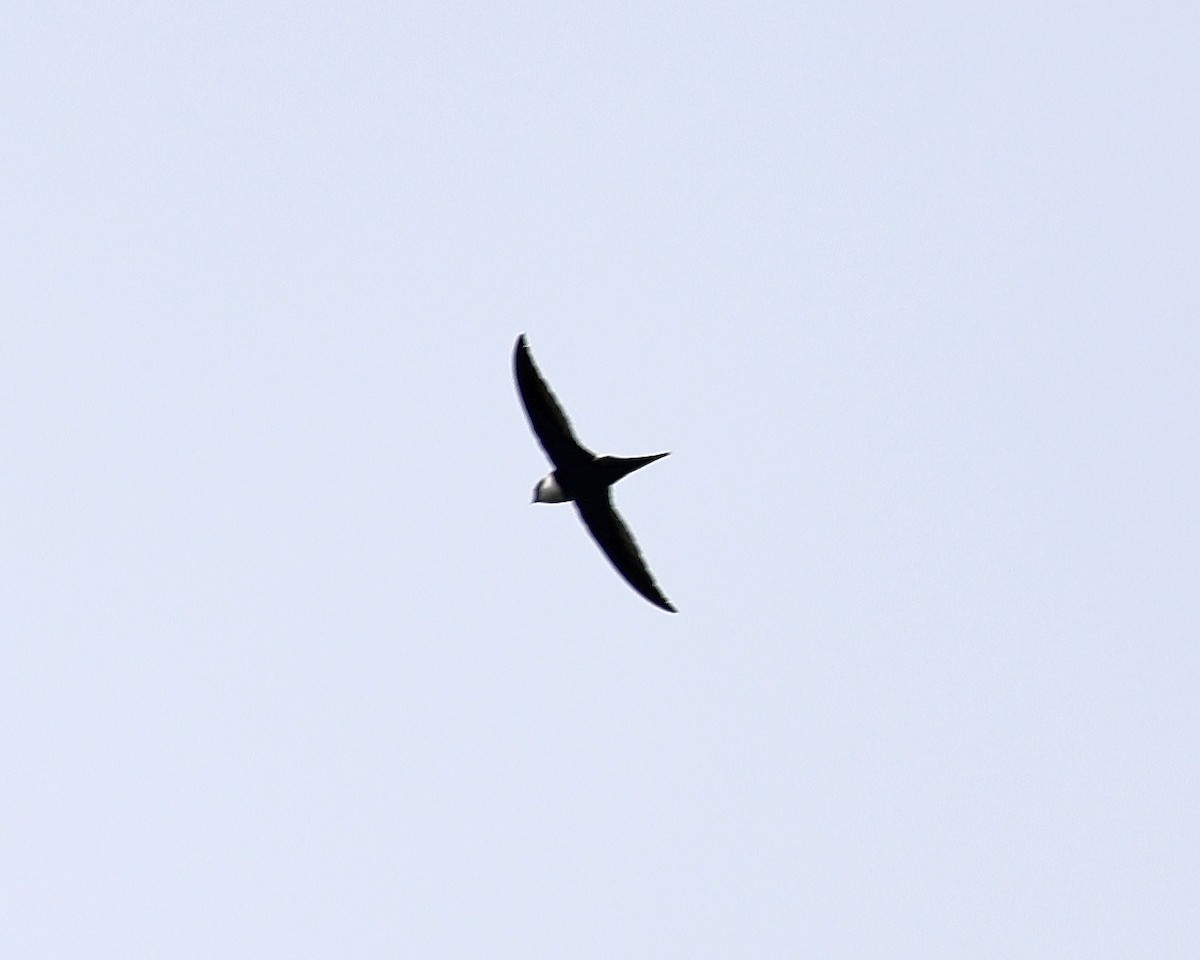Lesser Swallow-tailed Swift - ML532893801