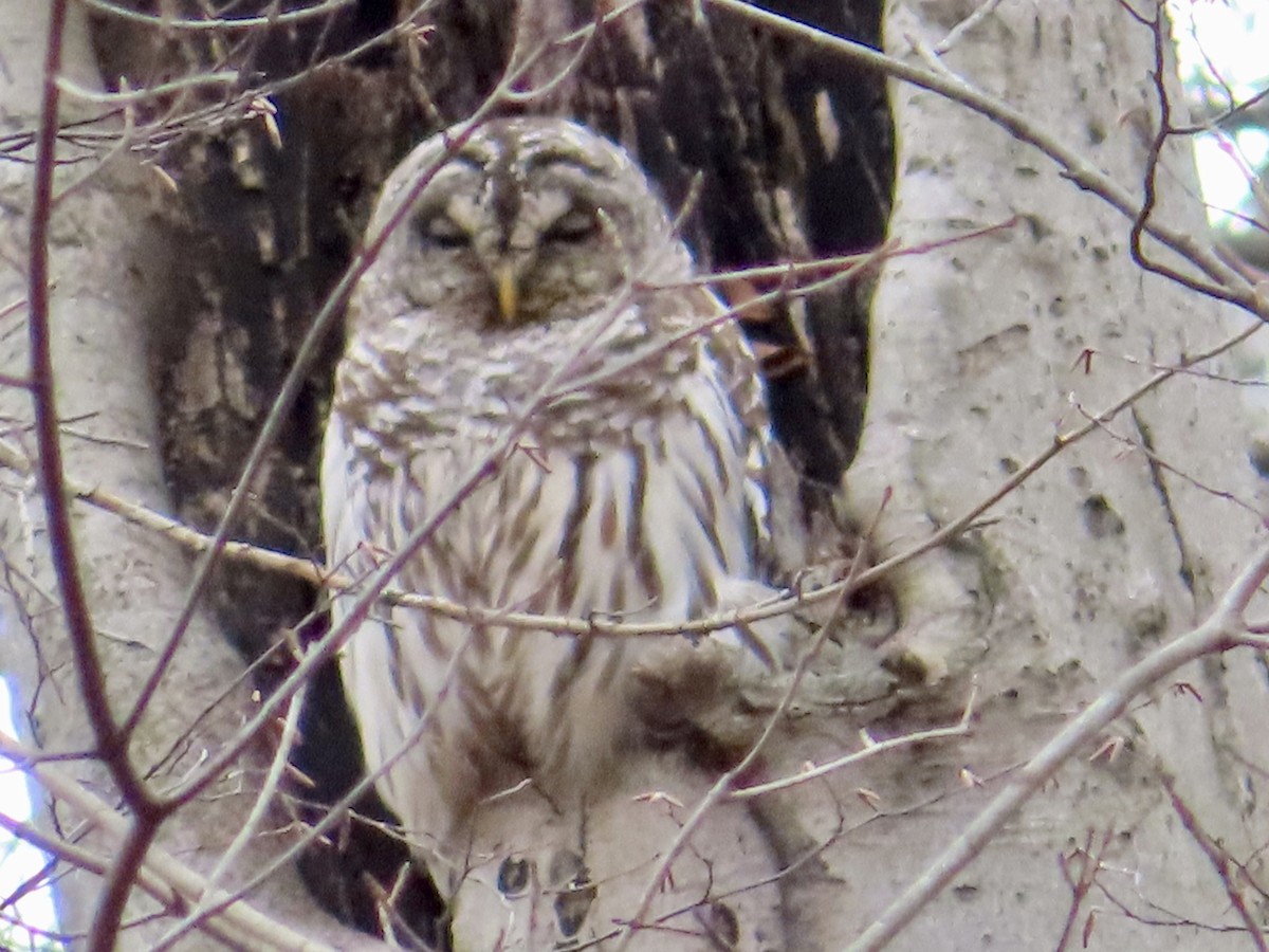 Barred Owl - Stacey Valentine
