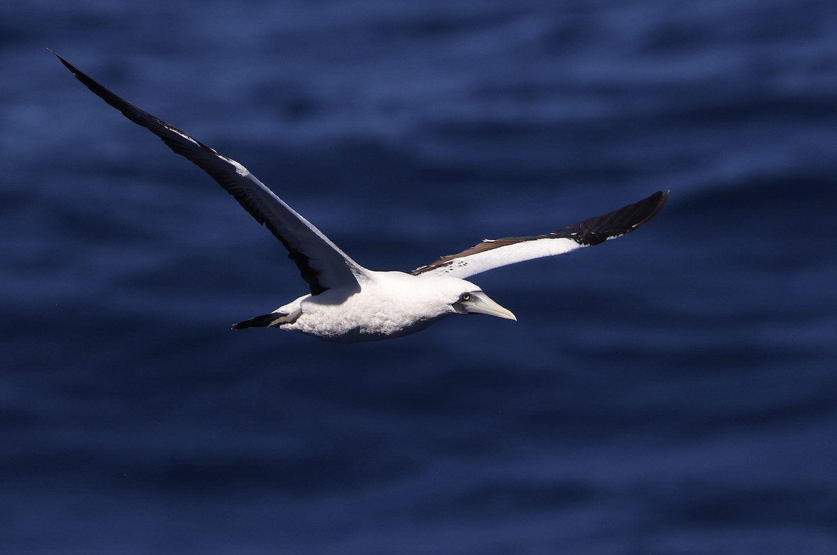 Masked Booby - ML532898481