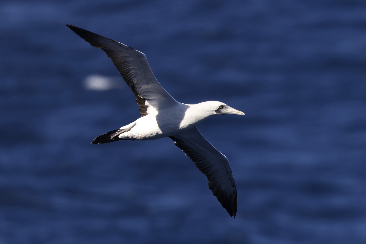 Masked Booby - ML532898511