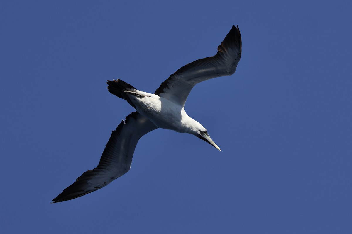Masked Booby - ML532898531