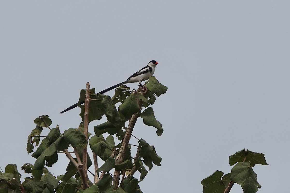 Pin-tailed Whydah - ML532900111