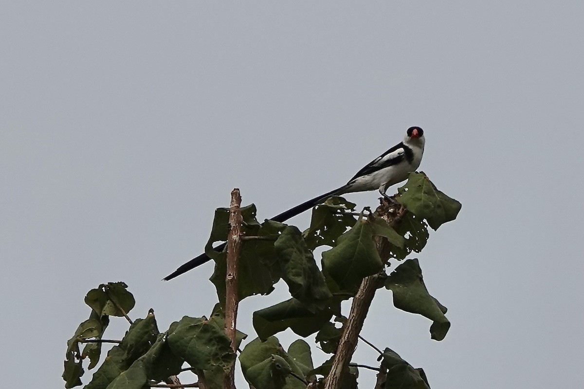 Pin-tailed Whydah - ML532900521