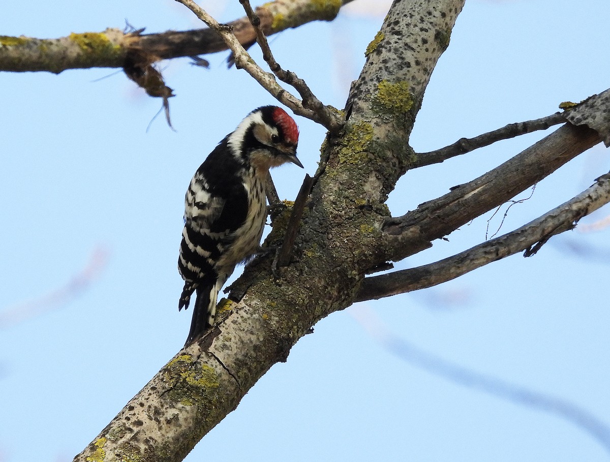 Lesser Spotted Woodpecker - ML532900541