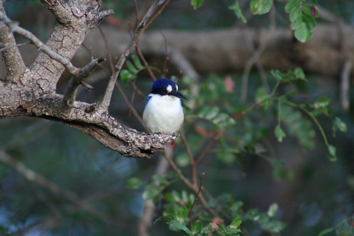 Forest Kingfisher - ML532903721