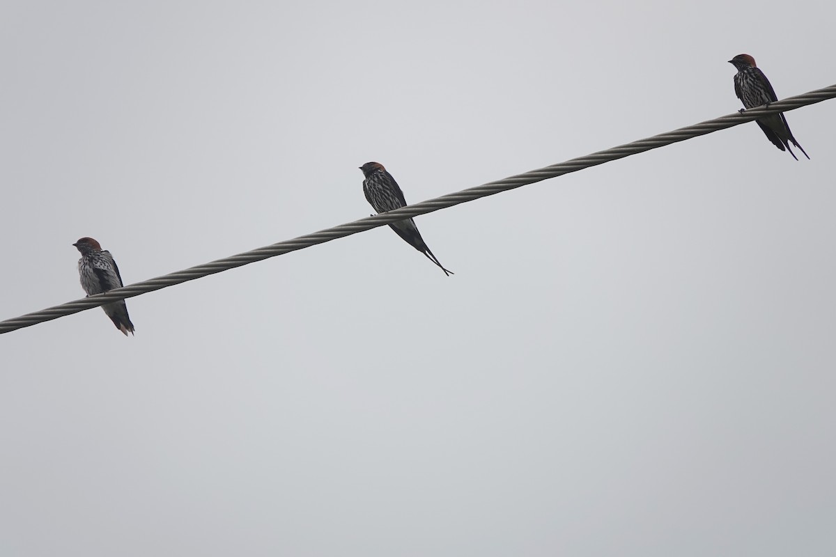Lesser Striped Swallow - ML532904031