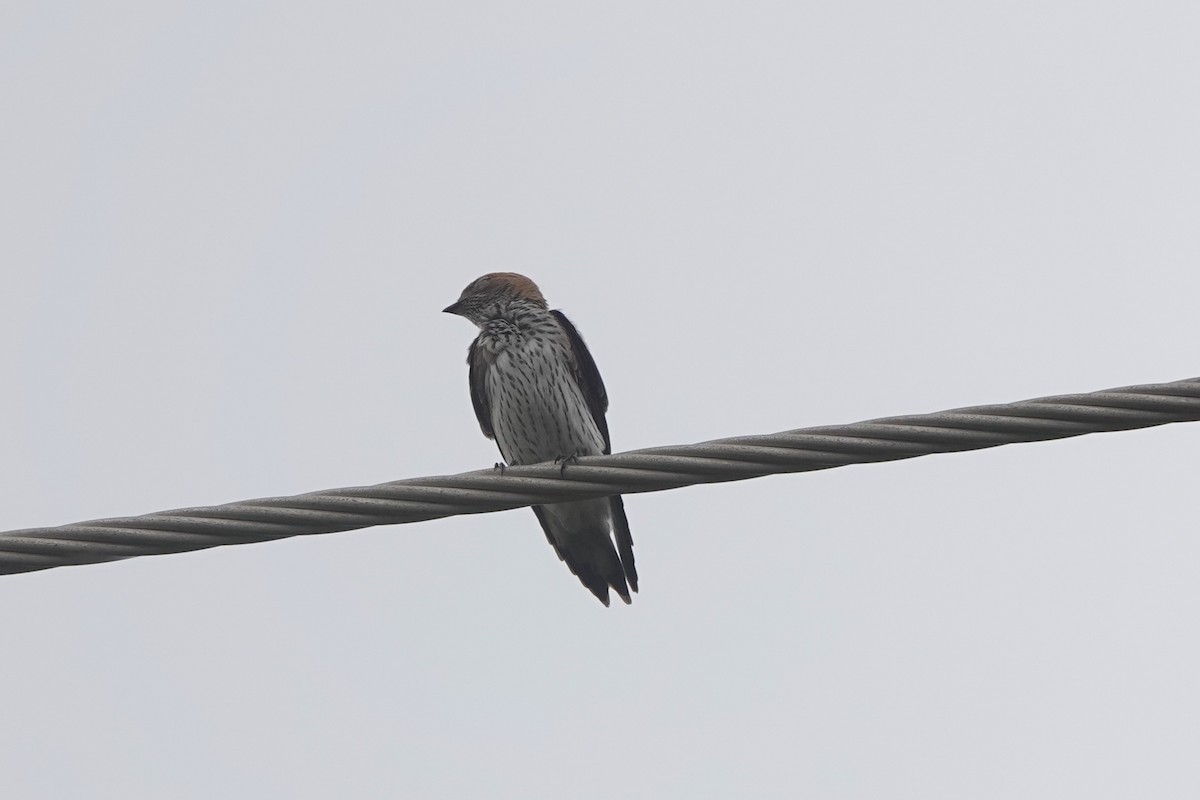 Lesser Striped Swallow - ML532904061