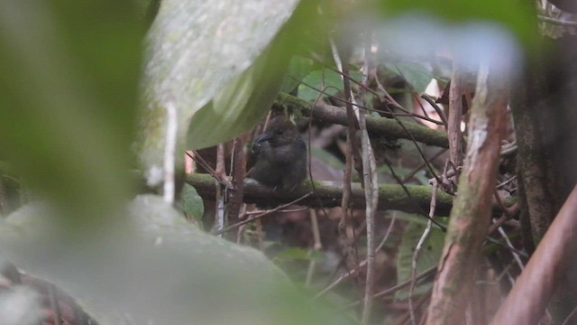 Black-headed Antbird (Amazonas) - ML532905711
