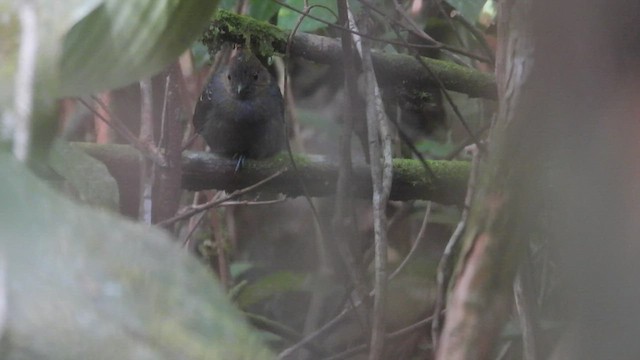 Black-headed Antbird (Amazonas) - ML532905731