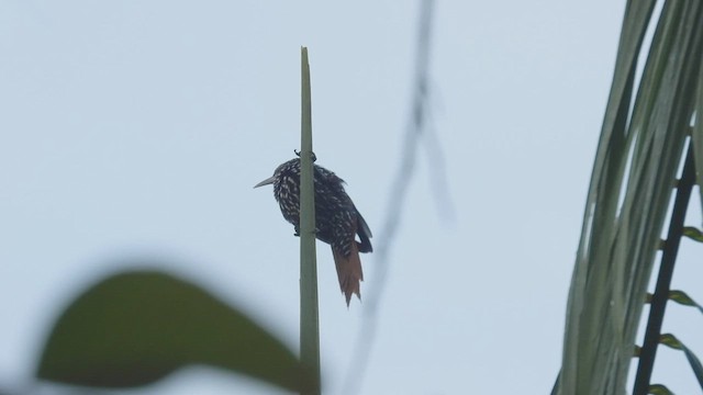 Point-tailed Palmcreeper - ML532907811