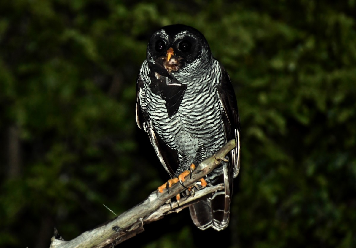 Black-and-white Owl - ML532909351