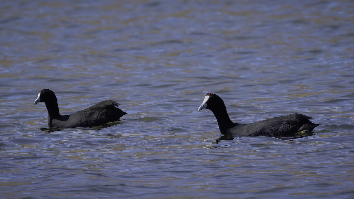Red-knobbed Coot - ML532909771